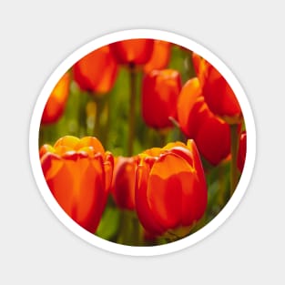 Red Tulip field Magnet